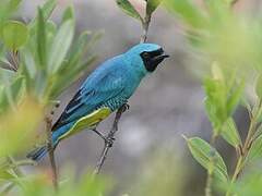 Swallow Tanager