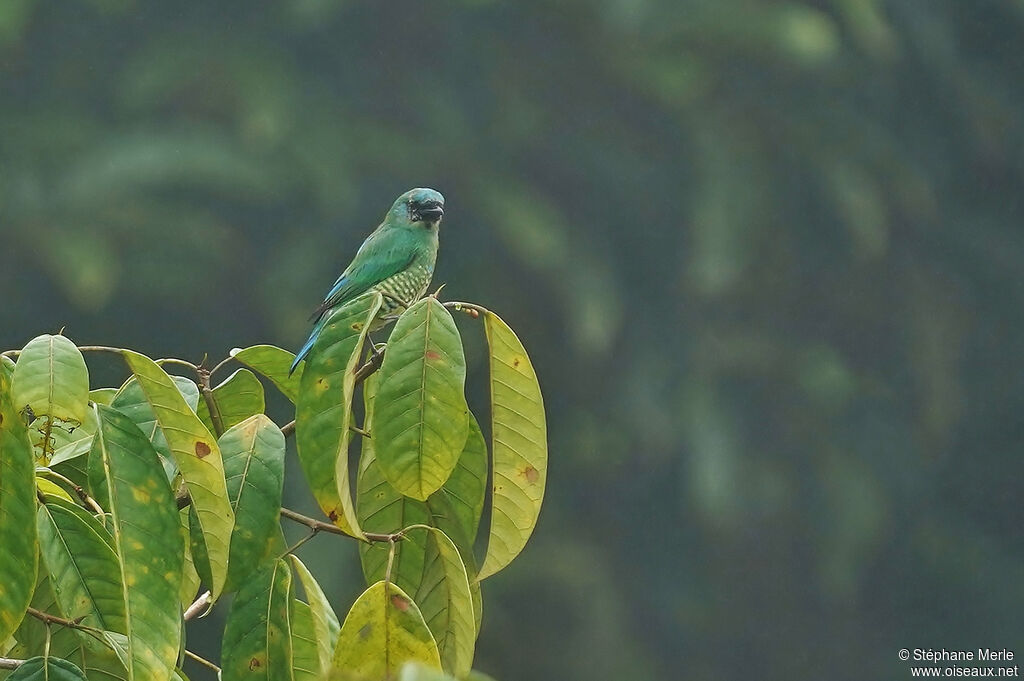 Swallow Tanager female adult