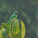 Tersine hirondelle