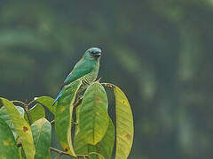 Swallow Tanager