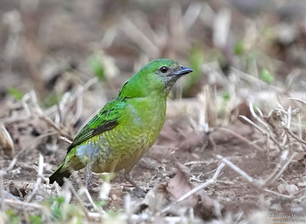 Swallow Tanager female adult
