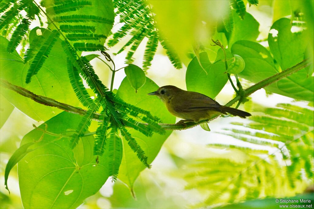 Rufous-fronted Babbler