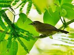 Rufous-fronted Babbler