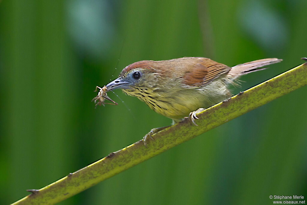 Pin-striped Tit-Babbleradult