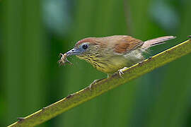 Pin-striped Tit-Babbler