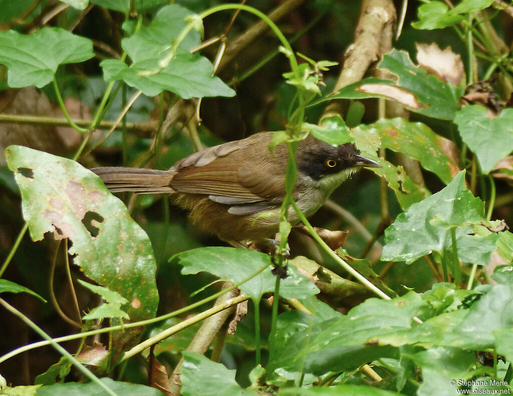 Dark-fronted Babbler