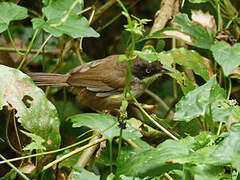 Dark-fronted Babbler