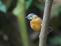 Timalie à tête rayée