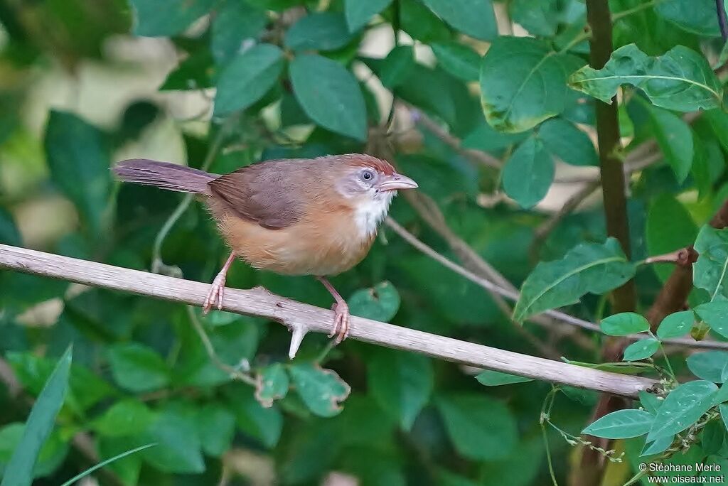 Tawny-bellied Babbleradult