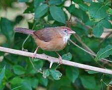 Tawny-bellied Babbler