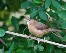 Tawny-bellied Babbler