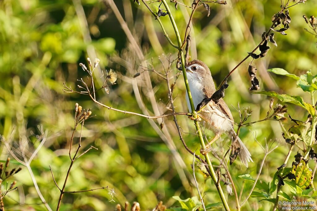 Yellow-eyed Babbler