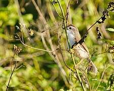 Yellow-eyed Babbler