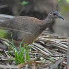 Tinamou solitaire