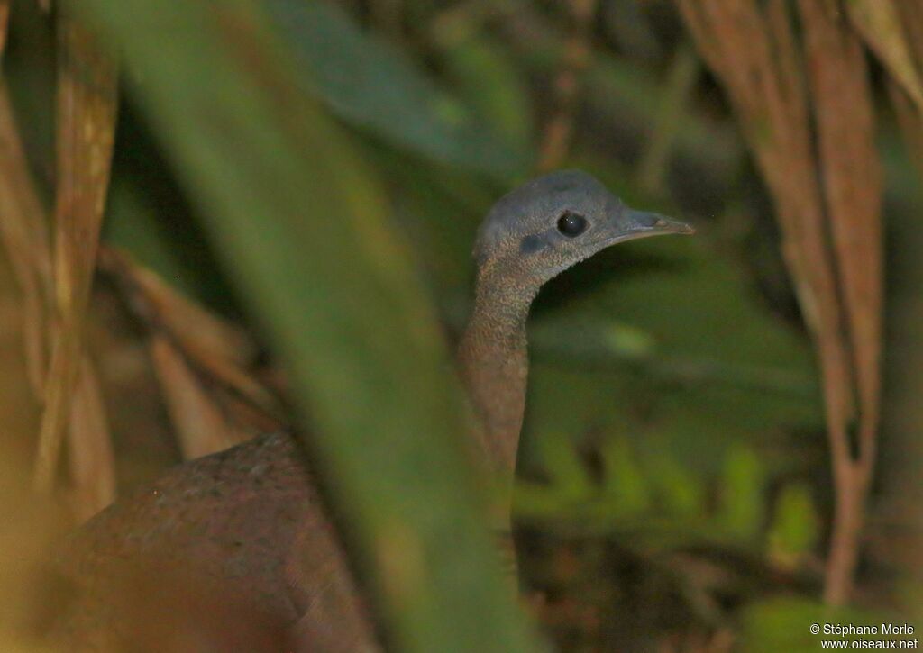 Little Tinamou