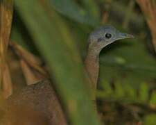 Little Tinamou