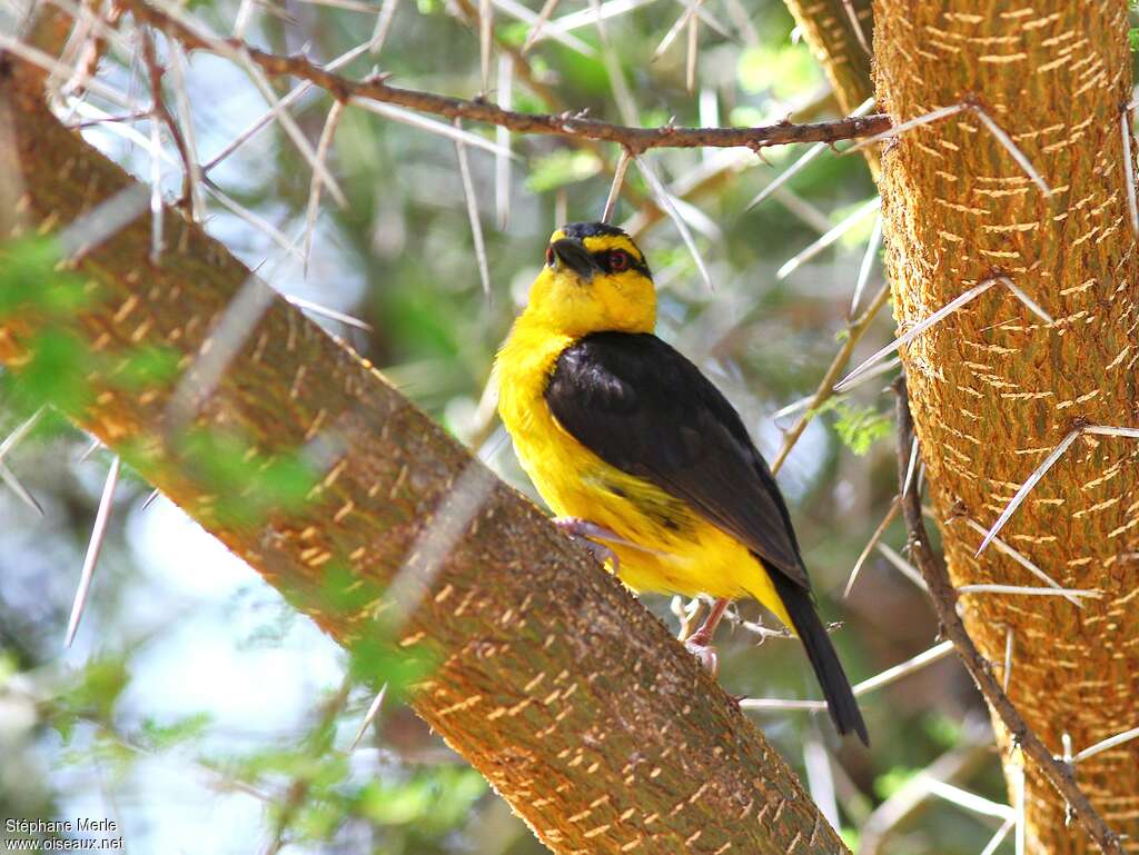 Black-necked Weaver female adult, close-up portrait