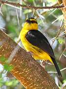 Black-necked Weaver