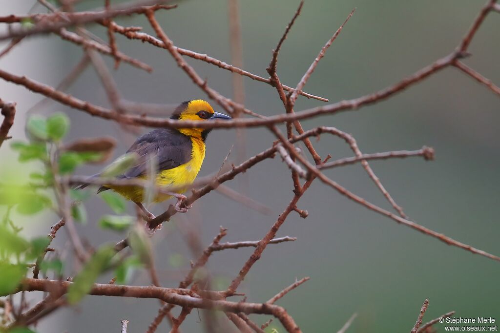 Black-necked Weaver male