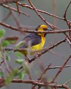 Black-necked Weaver