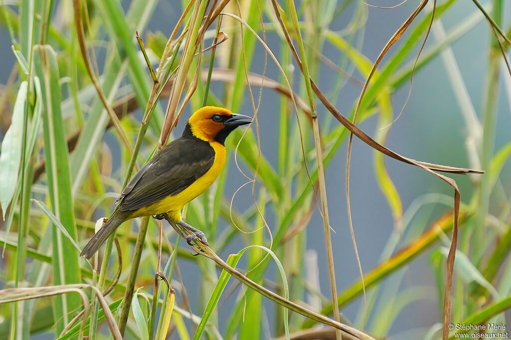 Black-necked Weaver male adult