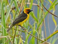 Black-necked Weaver