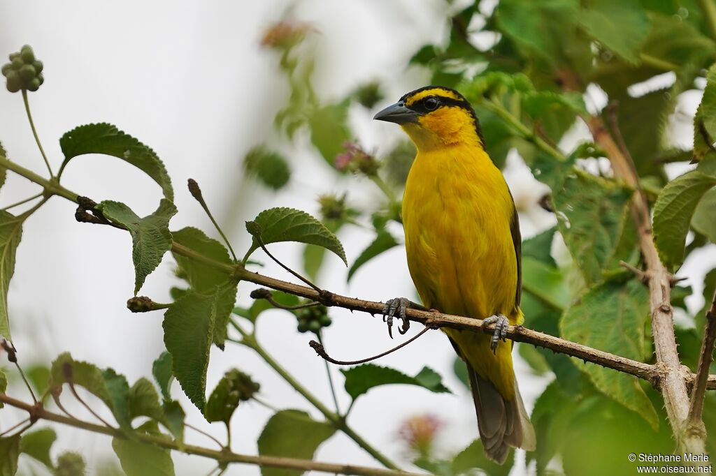 Black-necked Weaver female adult