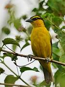 Black-necked Weaver