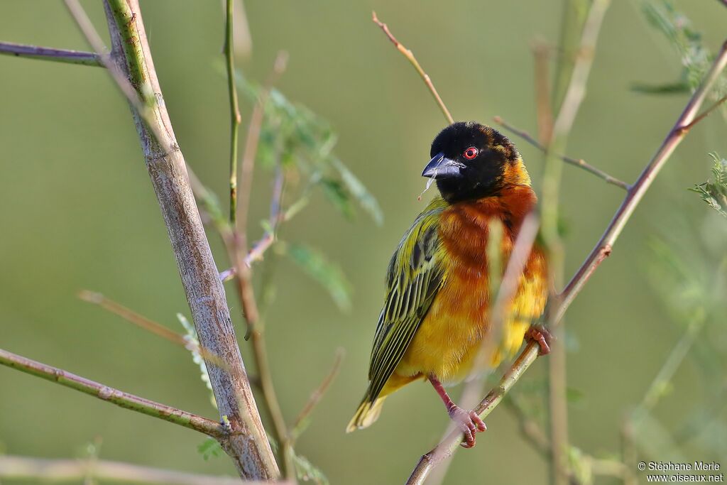 Golden-backed Weaver male adult breeding