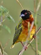 Golden-backed Weaver