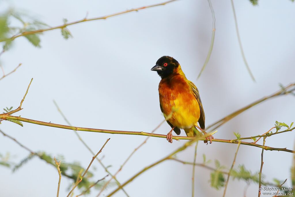 Golden-backed Weaver male adult