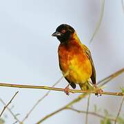 Golden-backed Weaver