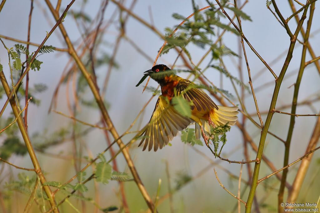 Tisserin à dos d'or mâle