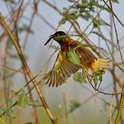 Golden-backed Weaver