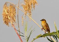 Southern Brown-throated Weaver