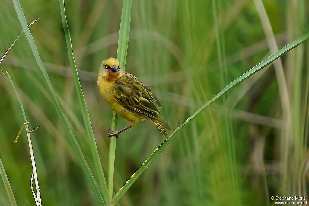 Northern Brown-throated Weaver