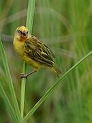 Northern Brown-throated Weaver