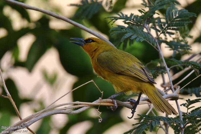 Spectacled Weaver female adult, identification