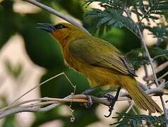 Spectacled Weaver