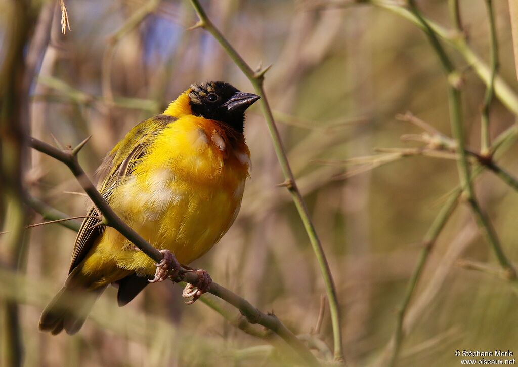 Black-headed Weaver male adult