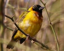 Black-headed Weaver