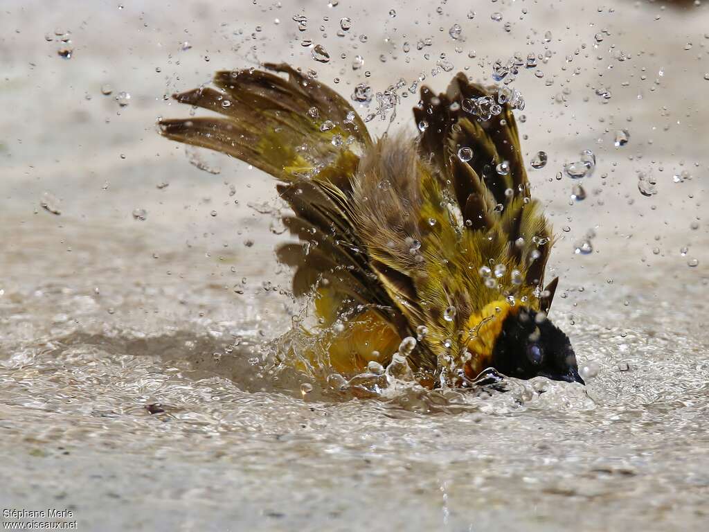 Black-headed Weaver male adult, care