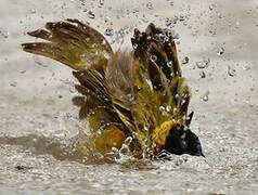 Black-headed Weaver