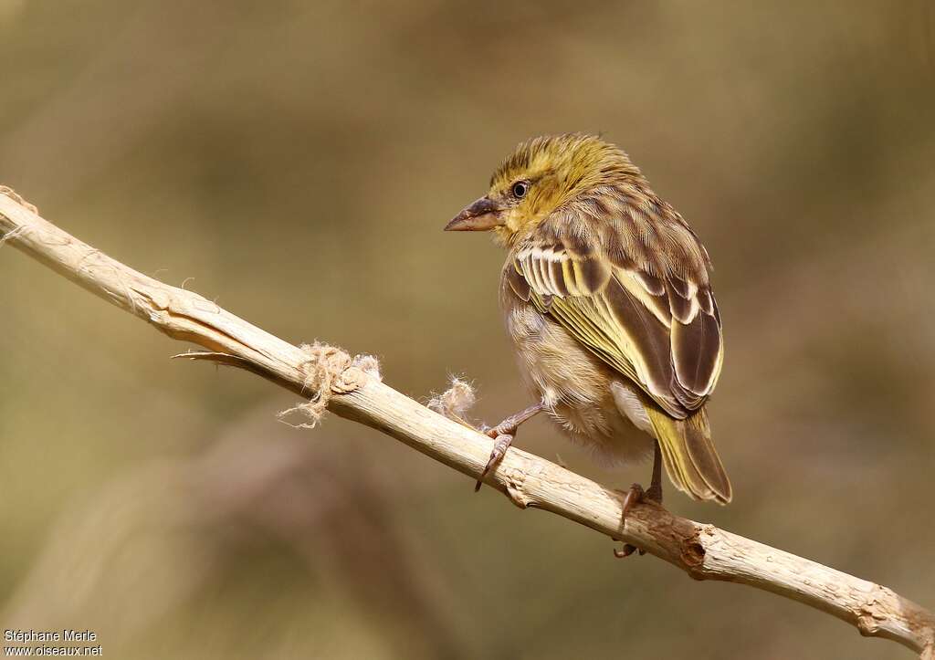 Black-headed Weaverimmature, identification