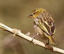 Black-headed Weaver