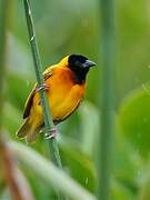 Black-headed Weaver