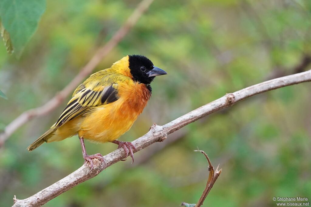 Black-headed Weaver