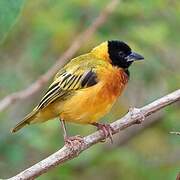 Black-headed Weaver