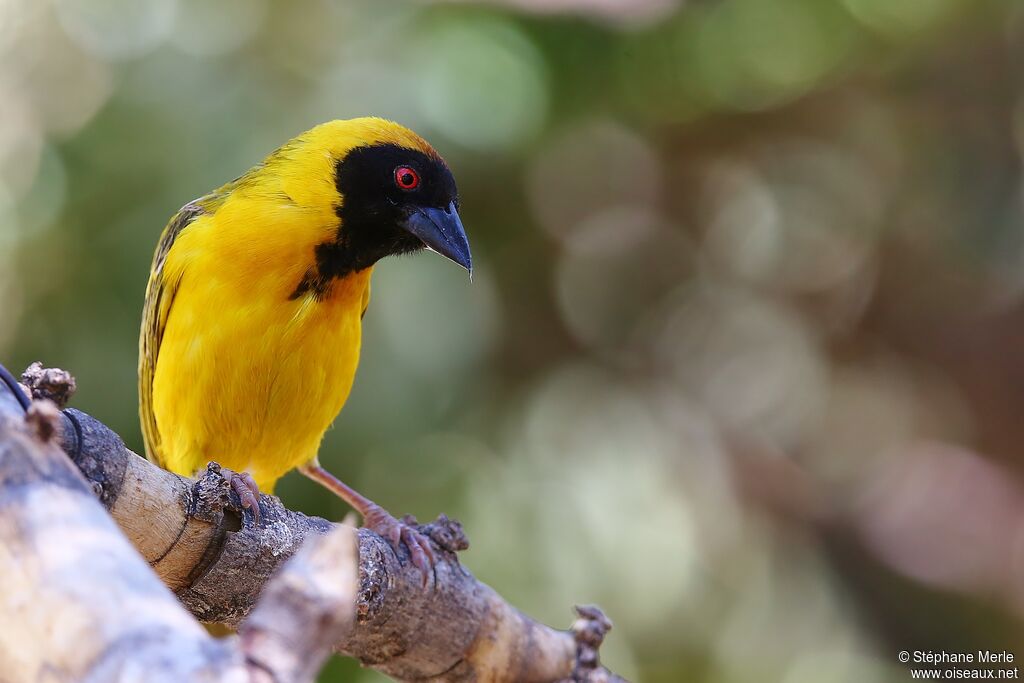 Southern Masked Weaver male