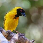 Southern Masked Weaver